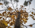 A tree branch with foliage yellowed in autumn is artistically blurred and rushed into the sky