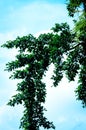 Tree branch framing on a clear sky