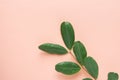 Tree Branch with Fresh Green Leaves on Pink Background. Ayurveda Skin Body Care Organic Cosmetics Concept. Styled Image for Blog