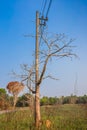 Tree branch in front of electrical transmission line. Royalty Free Stock Photo