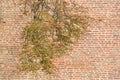 Tree branch in front of old brick wall Royalty Free Stock Photo