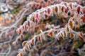 Tree branch with frost-covered red leaves, winter background Royalty Free Stock Photo