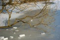 Tree branch on frozen pond Royalty Free Stock Photo