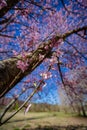 Tree branch full of cherry blossoms in spring Royalty Free Stock Photo