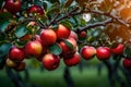 Tree branch full of red apples Royalty Free Stock Photo