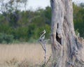 Tree branch in a grassy meadow near a tall deciduous tree with Ring-necked Doves Royalty Free Stock Photo