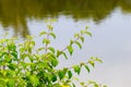 Tree branch with green leaves near the river, reflection of trees in the river Royalty Free Stock Photo