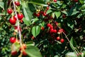 Tree branch with green leaves twig and many red ripe tasty juicy dessert cherry berries growing. Natural eco fruit Royalty Free Stock Photo