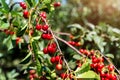 Tree branch with green leaves twig and many red ripe tasty juicy dessert cherry berries growing. Natural eco fruit Royalty Free Stock Photo