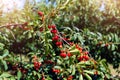 Tree branch with green leaves twig and many red ripe tasty juicy dessert cherry berries growing. Natural eco fruit Royalty Free Stock Photo