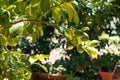 tree branch with green lemons Royalty Free Stock Photo