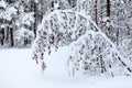 Tree branch hanging under the weight of heavy snow in winter cold forest Royalty Free Stock Photo