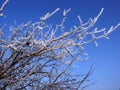 Tree branch in hoarfrost against the blue sky