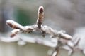 Tree branch in ice Royalty Free Stock Photo
