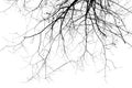 Tree branch in black and white.