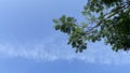 Green leaf twigs in the photo from below against a clear sky with wispy clouds Royalty Free Stock Photo