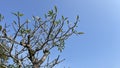 A tree branch with leaf buds in the photo from below against a clear sky Royalty Free Stock Photo