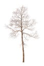 Tree branch without leaf isolated on white Royalty Free Stock Photo