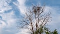 Tree branch leafless with little birds and nest against blue sky and white clouds.