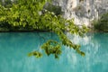 Tree branch with leaves on a background of blue water of a mountain lake