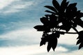 Tree branch and leaves silhouette against cloudy blue skies Royalty Free Stock Photo