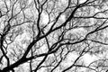 Tree branch and leaves silhouette against white background.