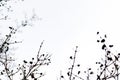 Tree branch and leaves silhouette against white sky background
