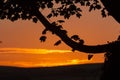 Tree Branch Silhouetted Against Sunset Royalty Free Stock Photo