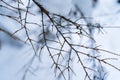 Tree branch with no leaves in a snowy forest, with fluffy snow on part of the branch. Background photo with brown twig branch