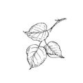 Tree branch with leaves. Vector black and white illustration hand drawn with ink. Hazelnut leaves Royalty Free Stock Photo