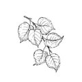 Tree branch with leaves. Vector black and white illustration hand drawn with ink. Hazelnut leaves Royalty Free Stock Photo