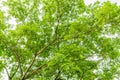 Tree and branch and leaves