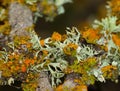 Tree branch with lichens of colors Royalty Free Stock Photo