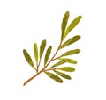 Tree branch with long green leaves. Hand-drawn twig of foliage plant. Botanical element for decoration. Colored flat