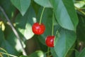 Branch with a lot of green leaves and red ripe cherry berries Royalty Free Stock Photo