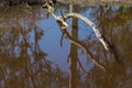 Tree Branch Lying on Natural Pond, Reflecting into Brown Water