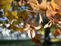 tree branch maple yellow leaf sunlight outdoor garden bokeh background autumn day