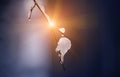 A tree branch with melting icicles and a gentle sunny background. Royalty Free Stock Photo