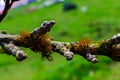 Tree branch with moss and lichen Royalty Free Stock Photo