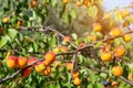 tree branch with orange red ripe sweet tasty juicy ripening apricot fruits berries against fresh green leaves in orchard garden Royalty Free Stock Photo