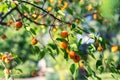 Tree branch with orange red ripe sweet tasty juicy ripening apricot fruits berries against fresh green leaves in orchard Royalty Free Stock Photo