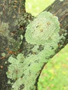 Tree branch overgrown with lichen