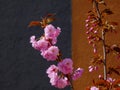 Bright pink blooming pink flowers on brown twigs in bright spring light Royalty Free Stock Photo