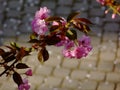 Tree branch with pink blossom closeup and soft green background