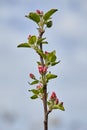 Tree branch with pink flower buds close-up against a blurred blue sky. Apple blossoms Royalty Free Stock Photo