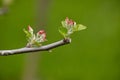 Tree branch with pink flower buds close-up on green blurred background. Apple blossoms Royalty Free Stock Photo