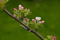 Tree branch with pink flower buds close-up on green blurred background. Apple blossoms Royalty Free Stock Photo