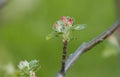 Tree branch with pink flower buds close-up on green blurred background. Cherry, apricot, apple, pear, plum or sakura blossoms Royalty Free Stock Photo