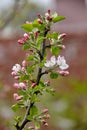 Tree branch with pink flower buds close-up on multicolor blurred background. Apple blossoms Royalty Free Stock Photo