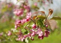 blossom apple tree pink flowers green background close-up sunlight bokeh blur Royalty Free Stock Photo